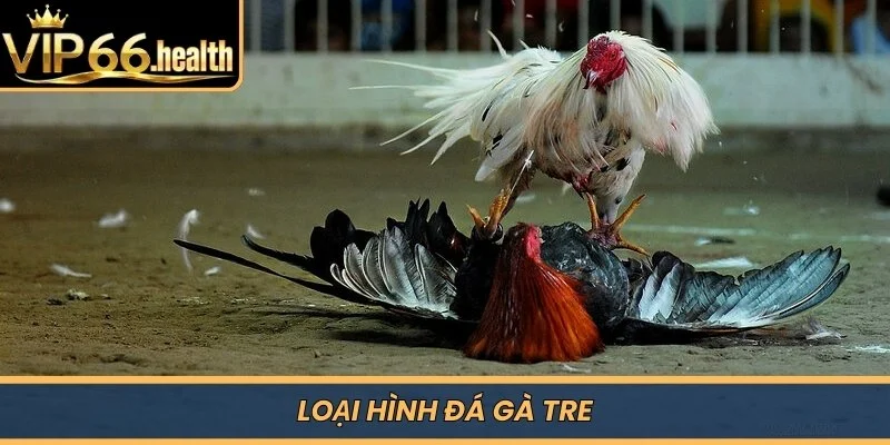 Loại hình đá gà tre 
