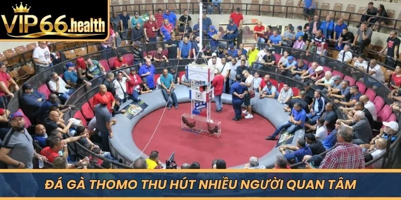 Đá gà Thomo thu hút nhiều người quan tâm 