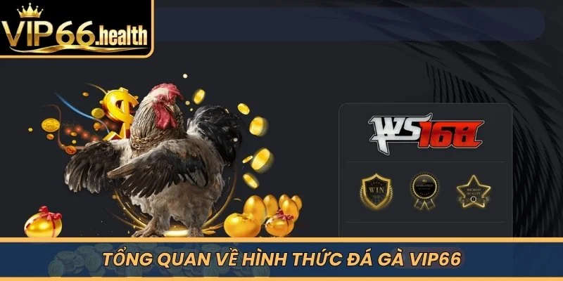 Tổng quan về hình thức Đá Gà VIP66 