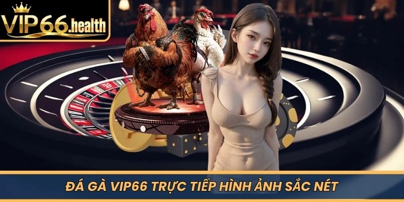 Đá Gà VIP66 trực tiếp hình ảnh sắc nét